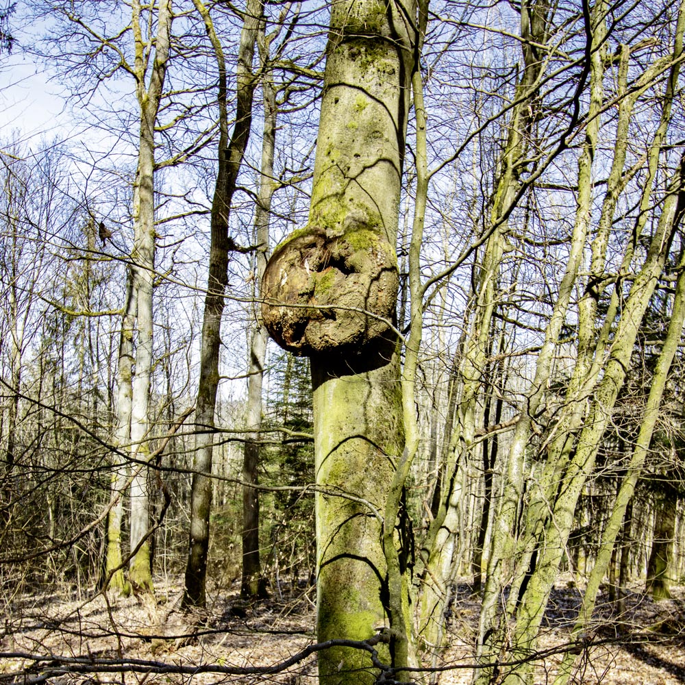 Baum mit Baumkrebs