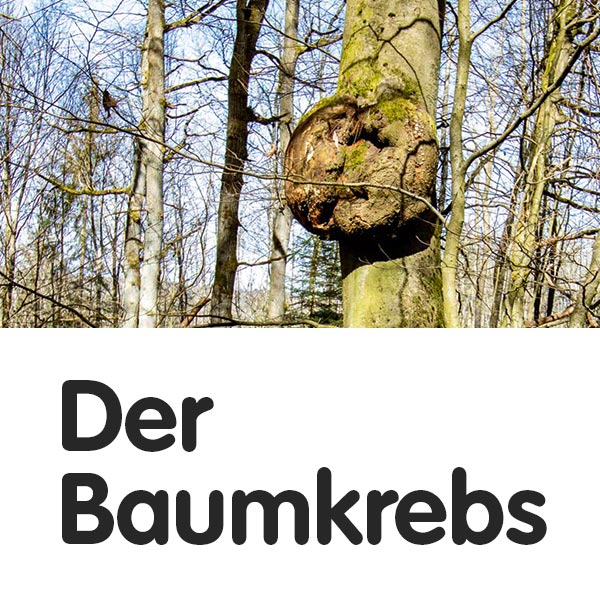 Der Baumkrebs