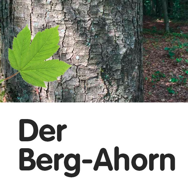 Der Berg-Ahorn