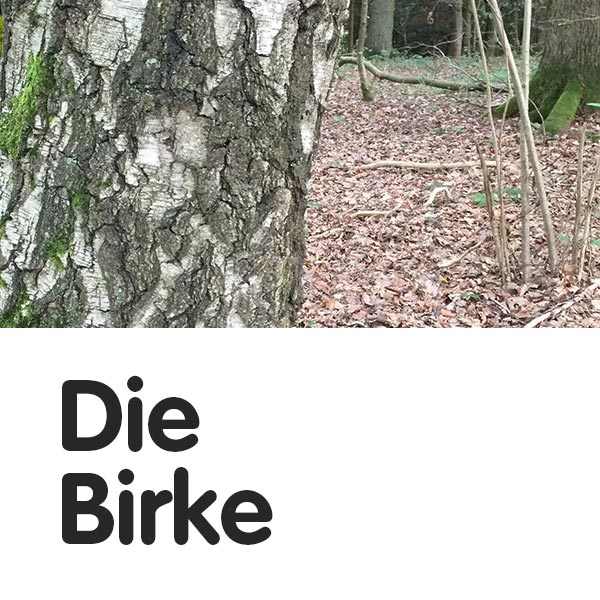 Die Birke