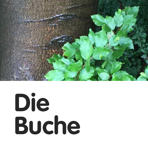 Die Buche