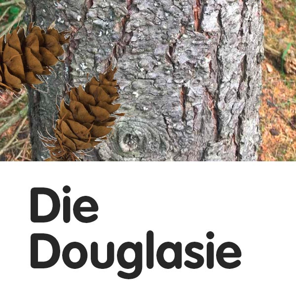 Die Douglasie