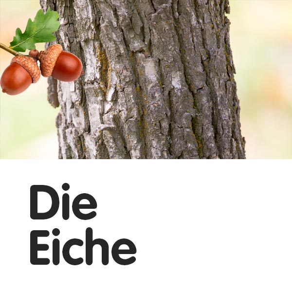 Die Eiche