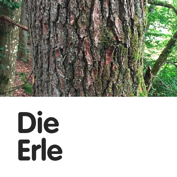 Die Erle