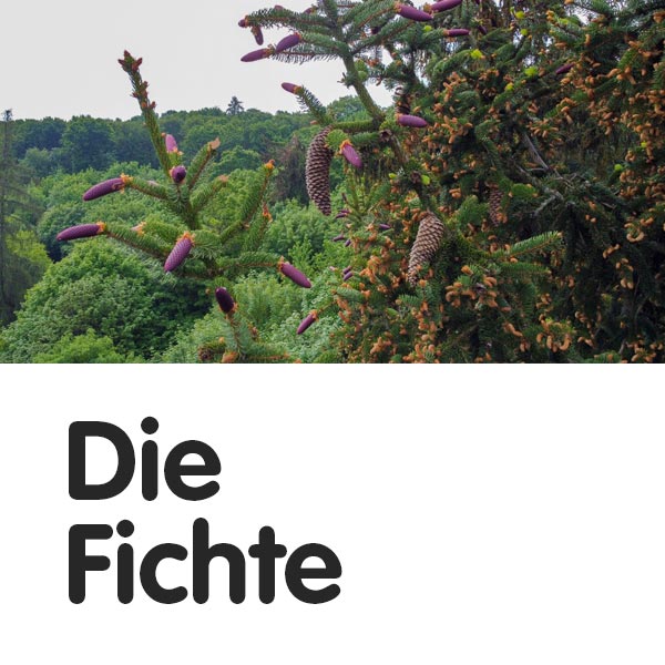 Die Fichte