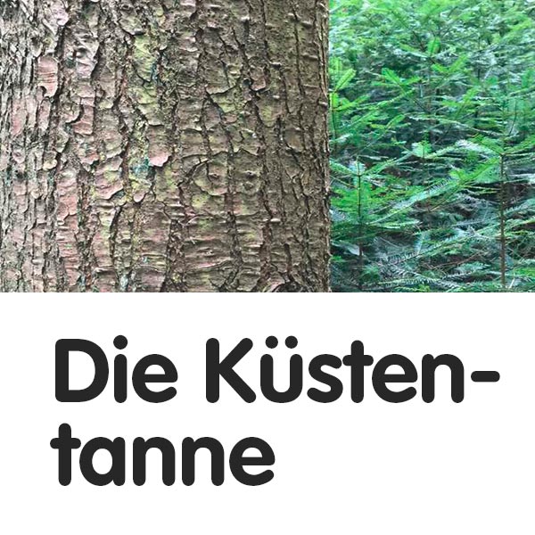 Die Küstentanne