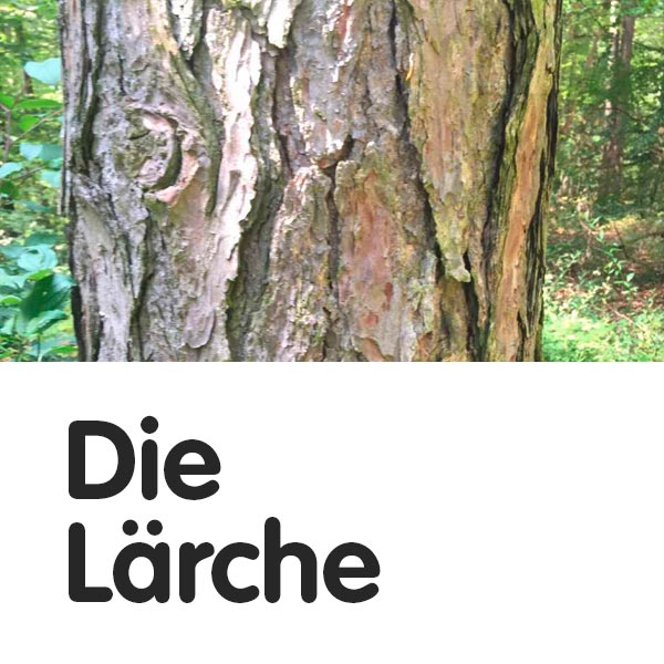 Die Lärche