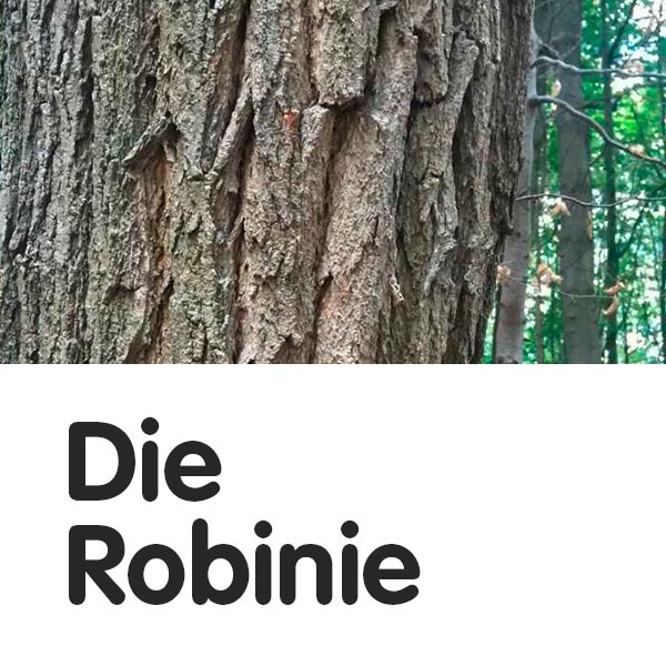 Die Robinie