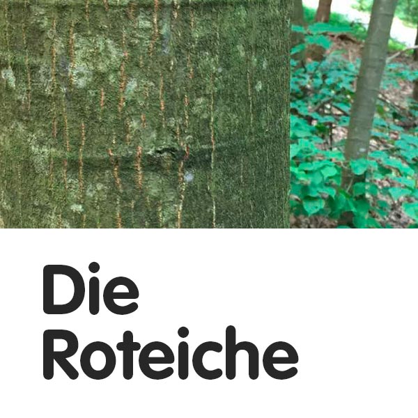 Die Roteiche