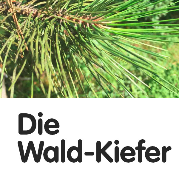 Die Wald-Kiefer