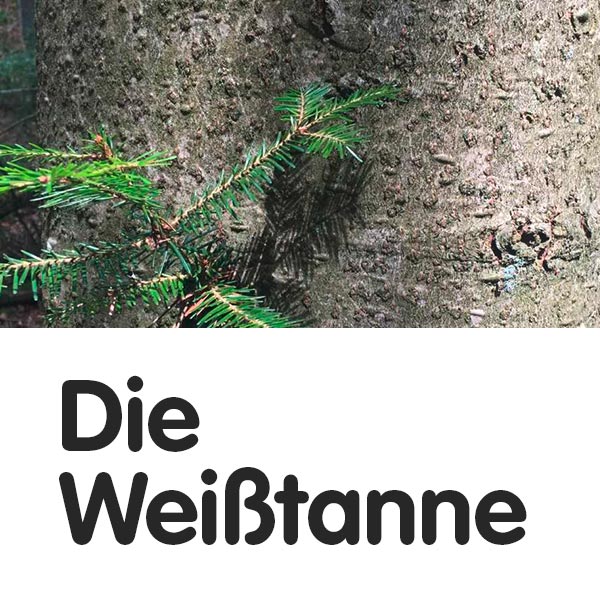 Die Weißtanne