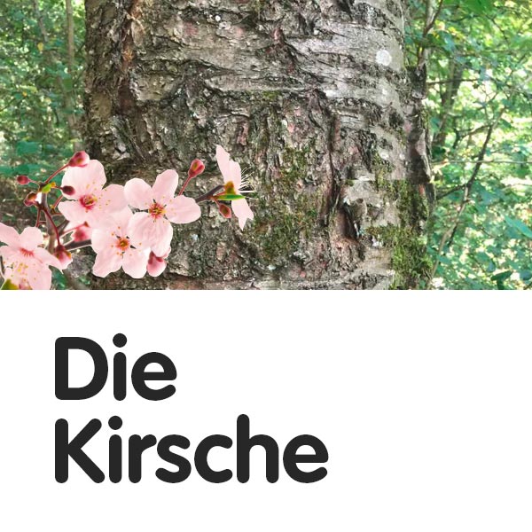 Die Kirsche