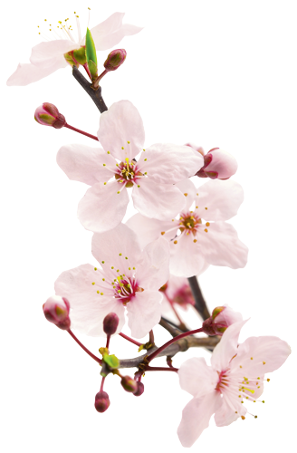 Abbildung einer Kirschblüte