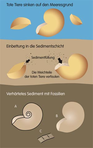 Infografik: über die Fossilienbildung. Schritt 1: Tote Tiere sinken auf den Meeresgrund, Schritt 2: Einbettung in die Sedimentschicht, Schritt 3: Verhärtestes Sediment mit Fossilien