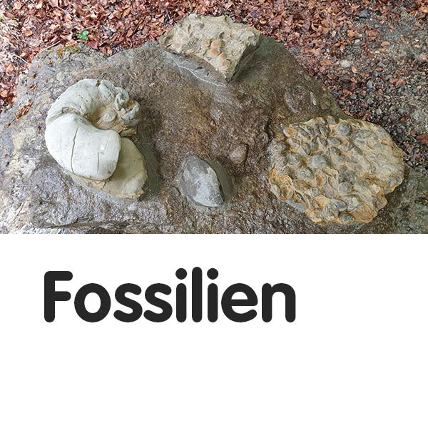 Fossilien 