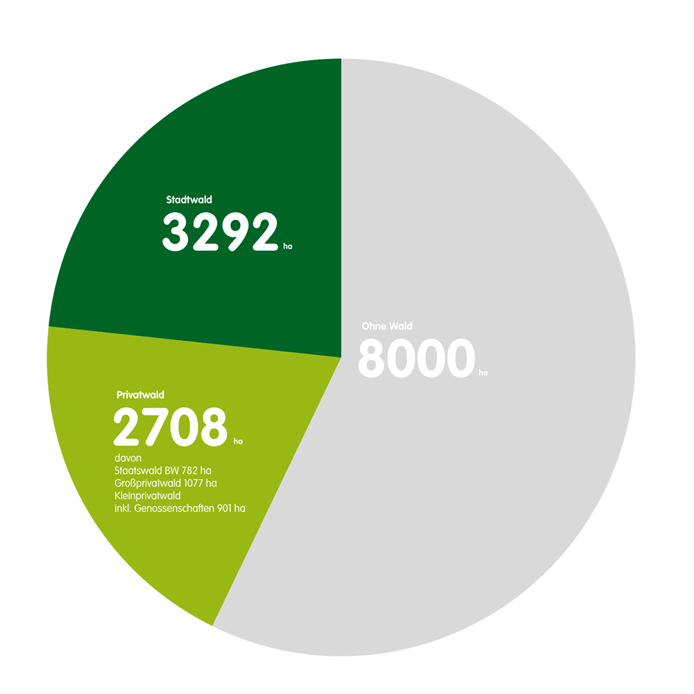 Infografik: Der Wald in Buchen umfasst 14.000 ha, davon sind 8000 ha ohne Wald, 2708 ha Privatwald und 3292 ha Stadtwald 