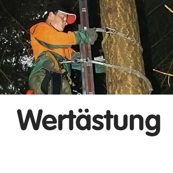 Wertästung